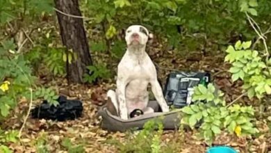 Photo of Heartbroken Puppy Spends Weeks In The Woods, Waiting For Someone To Save Him