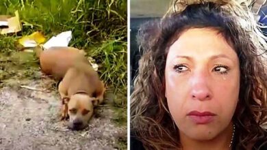 Photo of Woman Drives To A ‘Dog Dumping Ground’ At 4AM And Sees Dog Staring At Her