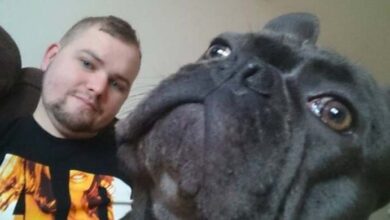 Photo of “Together forever” Beloved Frenchie Unexpectedly Passes Away 15 Minutes After Dog Dad Loses Battle with Cancer