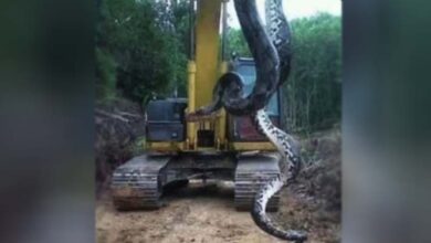 Photo of ‘What A Beast!’ Huge Snake Found By Hiker Near South Carolina Creek