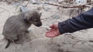 Photo of “MY PARENTS LEFT ME” Rescue of a Scared Abandoned Puppy with a Broken Heart