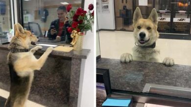 Photo of The Lost Dog Could Not Find His Way Home, Accidentally Went To The Police Station To Report Himself As a Missing Pet, Surprising Everyone