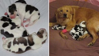 Photo of How Could This Happen? Dog Gives Birth, Then The Vet Realizes They’re Not Puppies… Then What?
