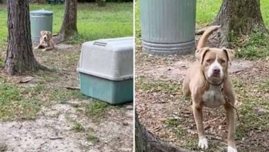 Photo of Couple Buys New House And Finds Heartbroken Dog Tied To Tree In Their Yard