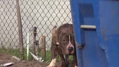 Photo of Terrified Pit Bull Thrown With Rocks By Naughty Kids Found Hiding Behind Trash Can