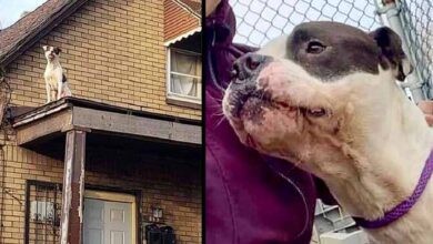 Photo of Dog that survived triple murder in his home and crawled out window onto roof set to be euthanized at shelter