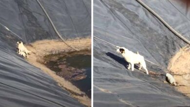 Photo of Men look down while dog tries to climb up steep pit with her baby – then they step in