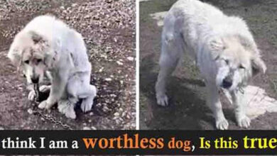 Photo of Senior Dog Hangs Her Head Down As She Feels Worthless, Woman Begs Her To Look, Abandoned Dog Rescue