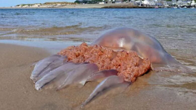 Photo of The Weird Creatures Coming To Beaches As UK Coast Becomes ‘More Like The Med’