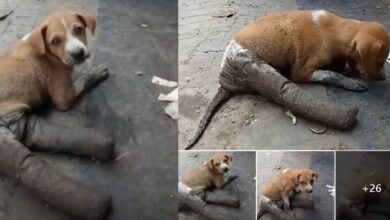 Photo of Poor puppy found abandoned on the street with broken legs and bandages unable to move crying in despair from hunger and thirst