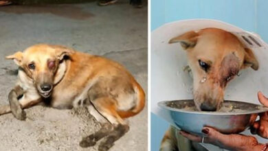Photo of A homeless dog with a torn eye was rescued and fed by a stranger, making it cry and cuddle
