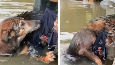 Photo of Rescue of Homeless Dog Drowning in Flood with a Heartbroken