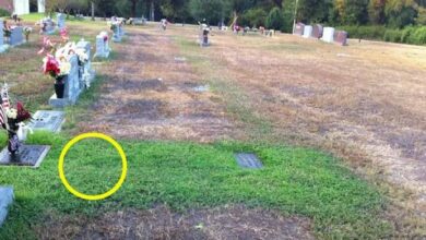 Photo of The parents visited their son’s grave and discovered that it was the only one with green grass!