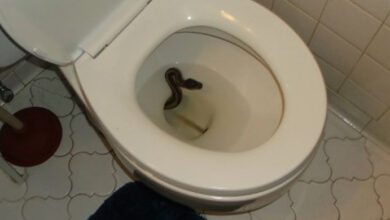 Photo of Man Finds “Snake” In His Bathroom – When Expert Sees It, He Whispers: “That’s Not A Snake…”