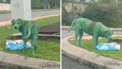 Photo of Dog Found Crying & Looking For Food After Being Abused And Painted Green