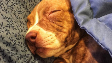 Photo of Family Finds Starving Pit Bull Puppy Left in an Alley to Die, Nurses It Back to Health