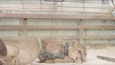 Photo of Watch how the circus lion responds after spending 20 long years in chains.