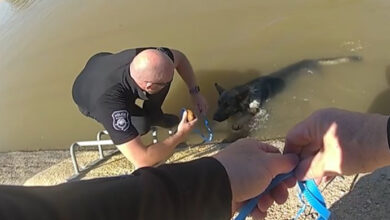 Photo of Police officers save German Shepherd from canal — with the help of a tasty muffin