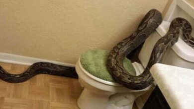 Photo of Massive 12-foot python slithers through toilet, startles homeowner