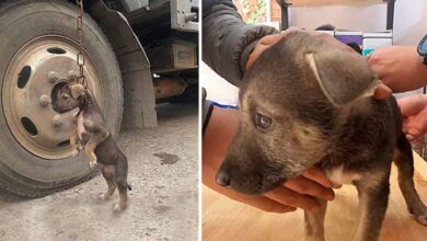 Photo of Poor Pittie puppy was left in the parking lot and he cried a lot when he was rescued