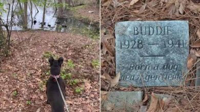 Photo of Man Spots An Old Doggie Grave With An Inscription That Brings Tears To His Eyes