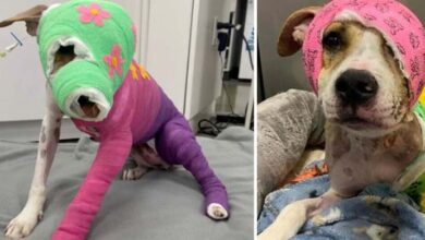 Photo of Riona was cruelly set on fire — after a year of recovery, she’s finally going to her new home