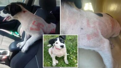 Photo of Rescued puppy was found with swastikas drawn all over her body — now she’s looking for a new home