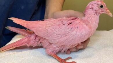 Photo of Pigeon Rescued After Being Colored In Pink To Be Used For A Gender Reveal Party