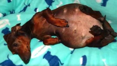 Photo of Breeders Dump Paralyzed Dog Because Her Next Delivery Would Be Expensive