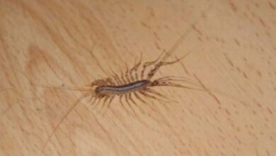 Photo of Reasons Not To Kill A House Centipede If You Find One Inside Your House