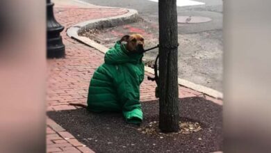 Photo of Woman Sees Dog Shivering In Cold Outside, Gives Her Own Coat To Keep Him Warm