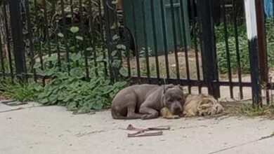 Photo of Pair Of Abandoned Pups Refuse To Leave Each Other’s Side While Waiting For Help