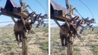 Photo of Utility Workers Struggle To Rescue Poor Bear Stuck on a Power Pole