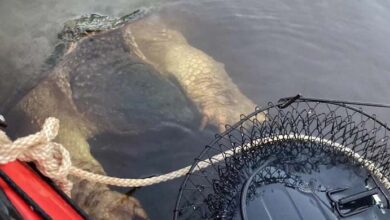 Photo of River ‘monster’ with enormous ‘bear-like’ claws terrifies mother and daughter
