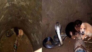 Photo of 2 puppies fall into pit with a cobra – 48 hours later animal heroes are shocked