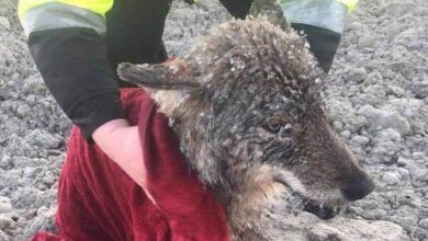 Photo of The Hunter Rescues A Wolf From Drowning, What Happens After A Year Will Amaze You