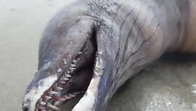 Photo of MYSTERY SEA BEAST Weird ‘Dolphin-Like Creature With No Eyes Or Fins Washes Up On Mexican Beach’