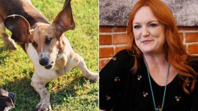 Photo of ‘Pioneer Woman’ Ree Drummond’s beloved basset hound Walter dead at 12 — rest in peace