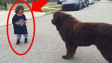 Photo of Boy Meets Dog In The Street – No One Expected What Happened Next