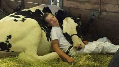 Photo of Boy and cow lose state fair contest but win the hearts of millions with their nap