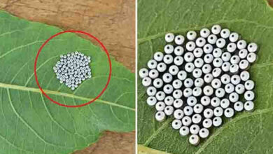 Photo of ‘Can’t cope’: Baffling garden find has people ‘freaking out’