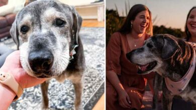 Photo of Annie, 20-year-old shelter dog rescued by two best friends last year, has died — rest in peace