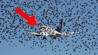 Photo of The birds refuse to leave the plane. When the pilot realizes why he bursts into tears.