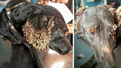 Photo of Heroes find dog covered with horrifying bumps, then they figure out what’s wrong