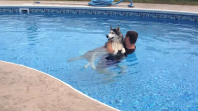 Photo of Man Gives His Paralyzed Husky Pool Therapy To Help Relieve The Pain, And Help Him Walk