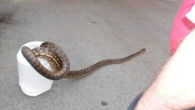 Photo of Australian woman wakes to 5m python surprise