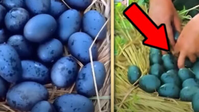 Photo of Farmer Found Strange Eggs in the Forest. You Won’t Believe What Came Out When They Hatched!