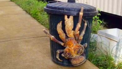 Photo of The Garbage Man Noticed A Giant Creature In The Trash – You Won’t Believe What He Found Inside
