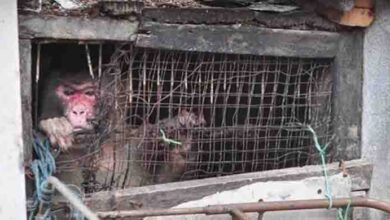 Photo of Forgotten Monkey Found Trapped Between Two Building For 25 Years
