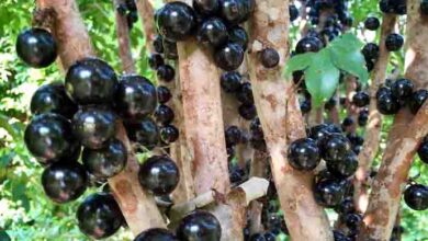 Photo of This strange looking fruit has the most unknown health benefit in the world